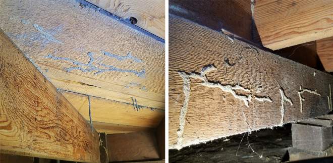 termite tubes